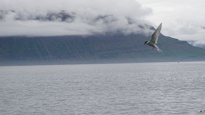  Foto: Küstenseeschwalbe im Fjord